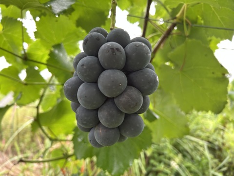 長パ①【先行予約受付中】岡山産・長野パープル（家庭用・若木小粒）6房〜7房　数量限定