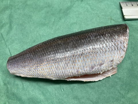 【沖縄の県魚】グルクン/タカサゴ/大型/1匹200~400g/1kgセット【冷凍】