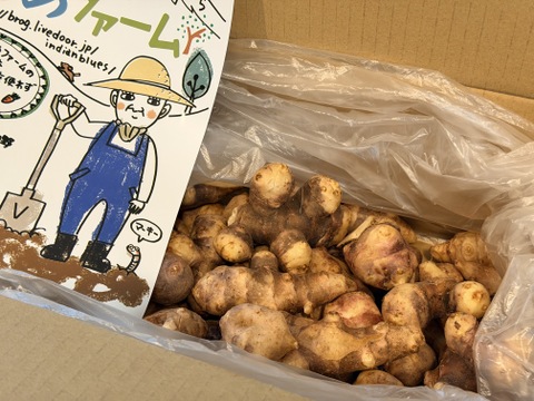 訳あり品【農薬・化学肥料不使用】MOA自然農法で育った紫菊芋　3kg