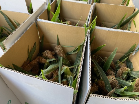 朝収穫して当日発送！とうもろこしゴールドラッシュ約5k 2Lサイズ11本〜12本