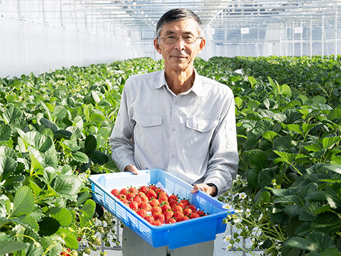 贅沢いちごの食べ比べ！やよいひめ・よつぼしセット250g×2パック