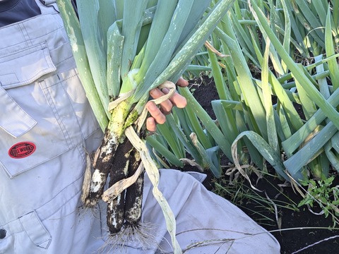 【荷合発送】どちらも堆肥、農薬一切無し　白菜×ネギ