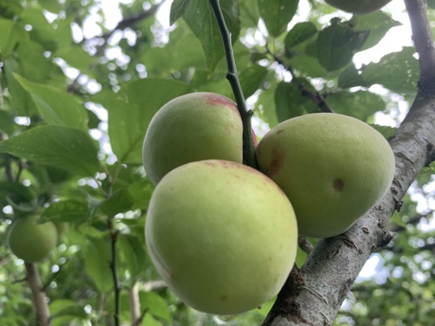 まじりっけなし！自然栽培 梅干用｢杉田梅｣1.7kg