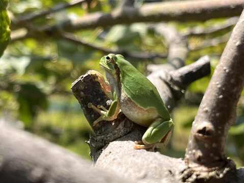 国東半島の地下水で育った栄養満点のキウイを直接お届け！『国東産キウイ』2.5kg　ヘイワード（16〜30個）
