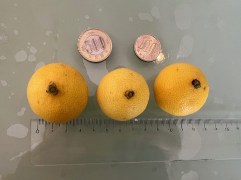 《超》小玉サイズにギュッと詰まった甘味！！みかん・柑橘グランプリ2026金賞受賞！【希少フルーツ】【2026年産】甘ウマ☆小玉・湘南ゴールド（３Sサイズ）　３ｋｇ