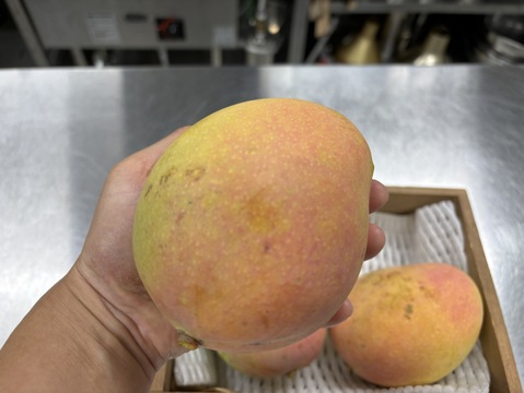 珍しい香り高いマンゴー！ケンジントンプライド（ピーチマンゴー）贈答用