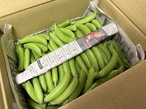 ★最終★
【スナップエンドウ１Kg】採れたて新鮮パリパリ食感！