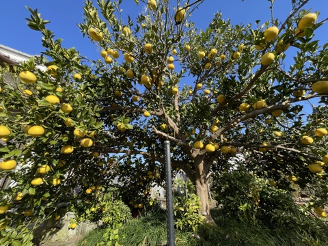 ピールも作れる！スッキリ爽やか文旦（4kg）