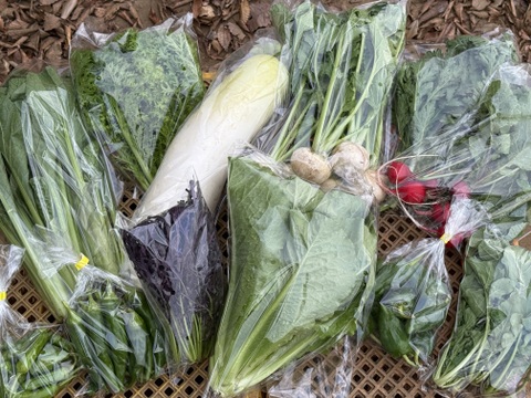 採れたて！旬の野菜セット(8〜12品目)【冬ギフト】