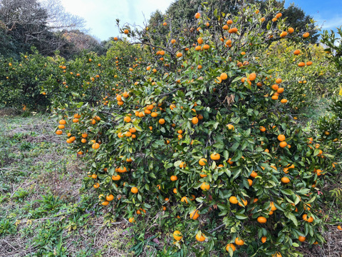 自然栽培　温州みかん尾崎Ｂ品　５kg🍊　見た目の良く無いものになります