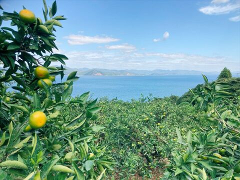 御家庭用　極早生なのに濃い味！日南極早生みかん5ｋｇ　Sから2Lサイズ約40個（上蒲刈産）