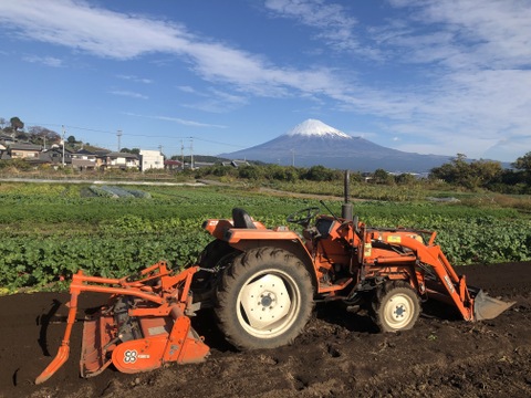 農薬・化学肥料不使用！彩り豊かなチコリー３種、5個入セット！