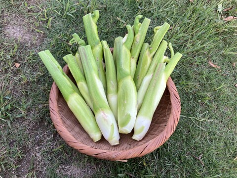 今が旬！秋の味覚『マコモタケ』1.5㎏