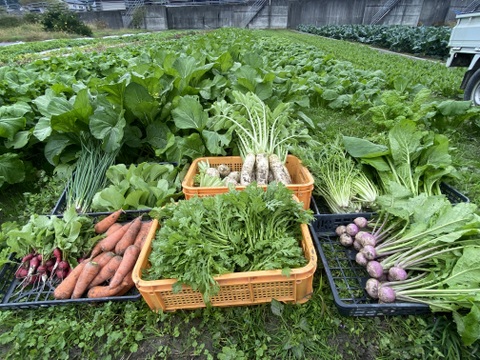 カラダが喜ぶ!!旬のお野菜セット11~15種類【おまかせ100】