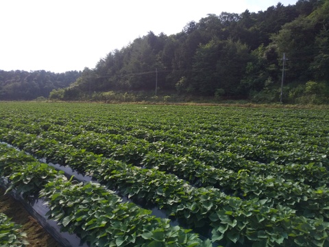 小さい紅はるか(京都産) ひとつ80～150g