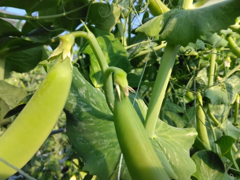 小分けで便利♪『(A品)になれなかったスナップエンドウ』1Kg