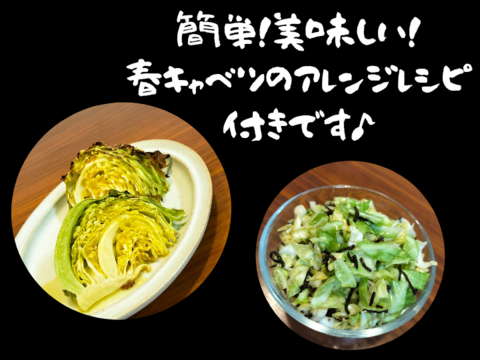 やわらかい食感が最高！朝採れ春キャベツ【２玉】