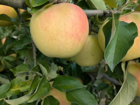 ぐんま名月🍎大中玉2.8㎏(7～12玉パック入り)