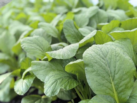 【宮崎県産】美味しい小松菜❗️200g×5袋(１kg)