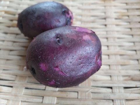 タワラマゼラン（箱込2kg）