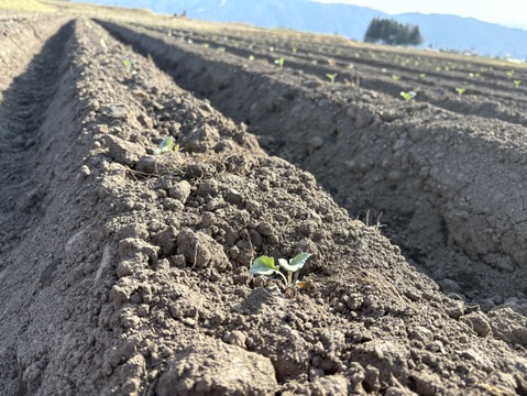 大槻農園の朝摘みブロッコリー｜標高1100mの高原育ち！鮮度バツグンのシャキシャキ食感（5〜8株入り）