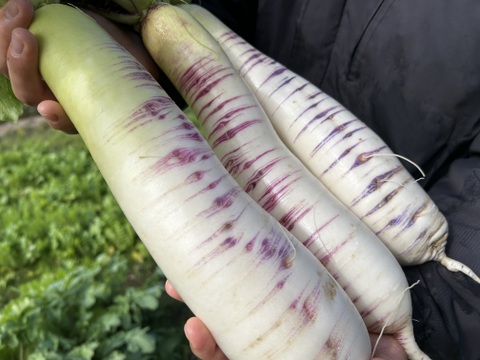 【緻密な肉質】会津赤筋大根 自然栽培 3本〜4本セット