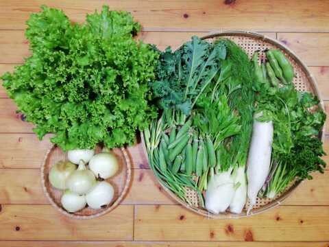 【農薬・化学肥料不使用】フェンネル入り野菜セット【８種類以上の野菜】【金曜日発送】【熨斗(のし)対応可】（８０サイズ箱）