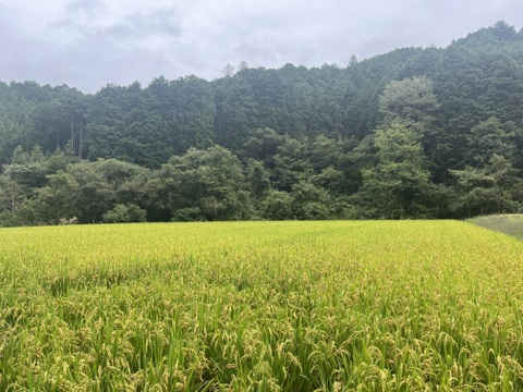 サラサラふわふわ！ミズホチカラの雪米粉1kg×2袋