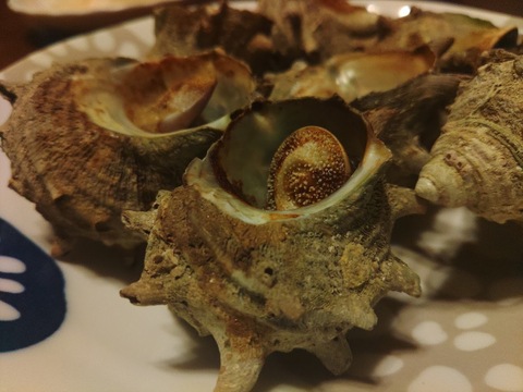 【砂抜き済み 2kg】　『青森県産』天然サザエ　壺焼き・お刺身OK！(食べやすい小～中サイズ)【関東・東北地方の方むけ】