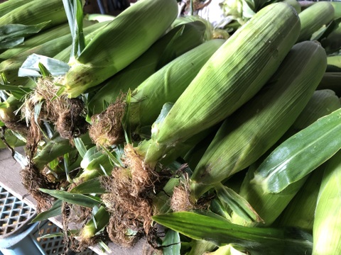 【北海道】生で食べれるなまらウマいトウモロコシ『プレミアム味来』《10本》