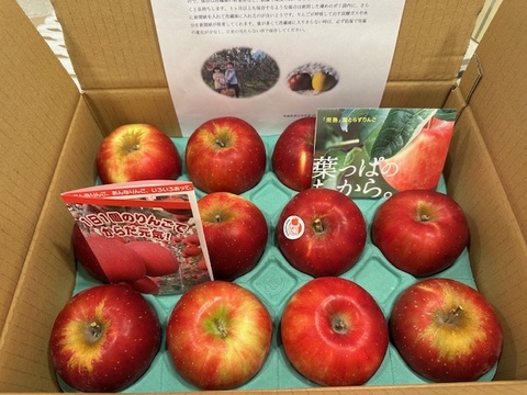 クセになる酸味　お菓子作りに良し、生食でも良し　青森県産　紅玉(こうぎょく)　家庭用　約３キロ　限定再販売