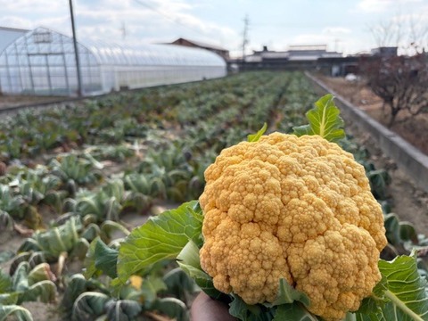 【訳あり】京都府産　甘～くて美味しい♪山城のカリフラワー　2株