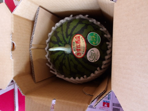 小玉すいか　あきた夏丸チッチェ1玉（ちょっと小さめの約2㎏～2.5㎏）