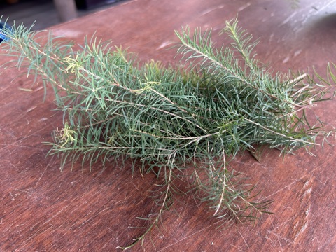 箱に入るだけたっぷり！フレッシュティーツリー