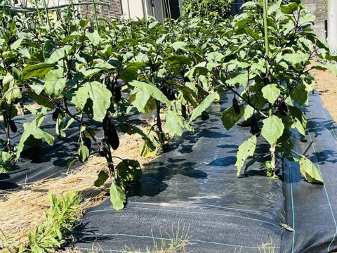 旬の野菜セット5品〜[4.5キロ入り]「果菜類は当日収穫当日出荷」横浜市内産
