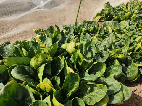 ✨農薬・化成肥料不使用の珍しい野菜フダンソウ300g+ほうれん草500g✨