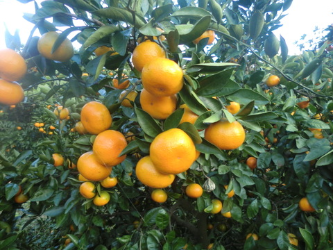 【全額寄付販売 大分県佐賀関火災】温州ミカン慣行栽培　【農薬使用】早生みかん5キロ