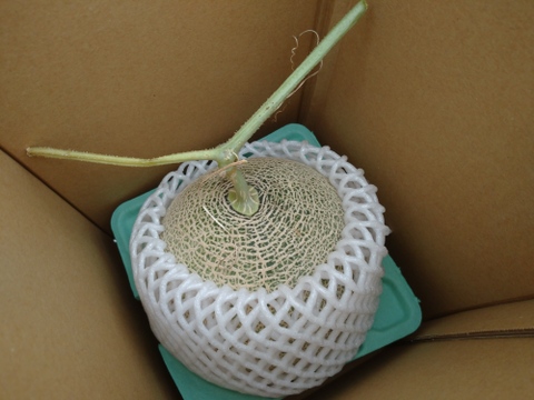 【食べ頃】砂地育ちの１実メロン Mサイズ １玉入り (受付８月４日まで)