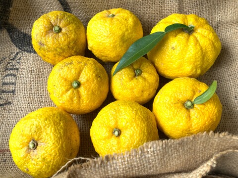 【高知県産】ゆず　5㎏　【木熟れ完熟】＃栽培期間中農薬・化学肥料不使用