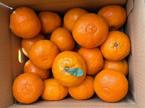 さっぱり濃甘🍊南津海【見た目訳アリ・大玉・5kg箱】