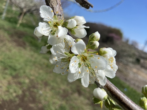 プラムの王様貴陽(訳あり)1.8kg：山梨県産の貴陽｜食べチョク｜産地