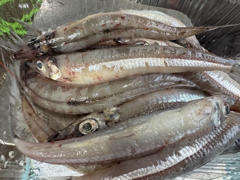 簡単調理・深海メギスの開き加工1PC/15枚