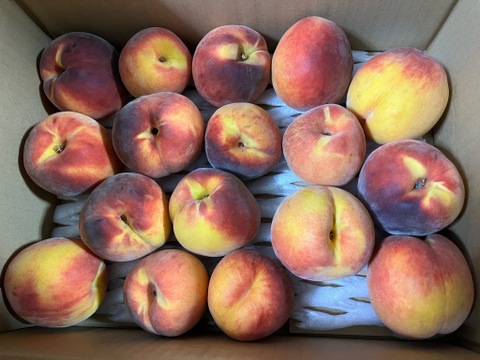 【最終】ワッサークイーン【訳あり】22箱のみ 3kg