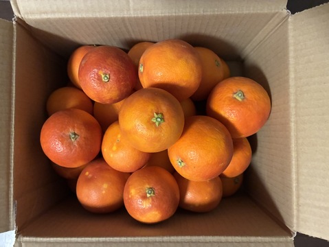 【小玉】ブラッドオレンジ（タロッコ）（３ｋｇ）甘く爽やかな酸味で味わい深い！サンプル糖度１２～１４．３度