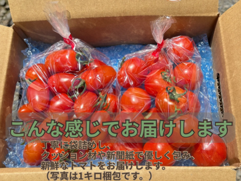 【クール便】【食べごたえ◎】濃厚ジューシー！旨みぎゅっと！フルティカトマト（2キロ）
