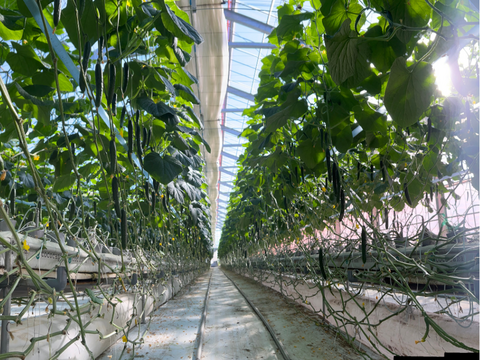 パリっと歯ごたえ！朝採れ岩瀬きゅうり！福島県須賀川市産「太陽きゅうり」３ｋｇ