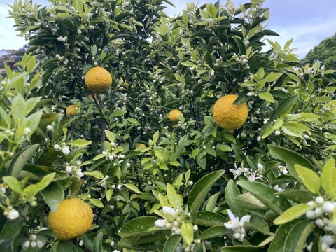 【自然栽培】日向夏８kg箱詰 -農薬不使用・無肥料・無除草剤-