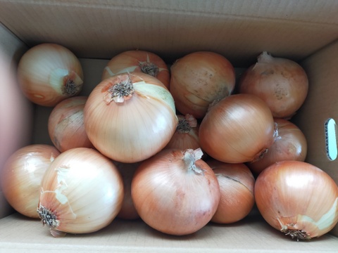 【5kg】淡路島たまねぎ 特別栽培 兵庫県認証食品 ひょうご安心ブランド あさひサンファーム ご家庭 南あわじ市 淡路島産たまねぎ レシピ付き！