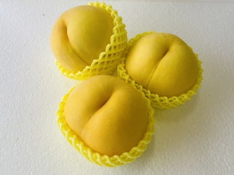 とろける甘さ！山形県産黄金桃【加工用5キロ】