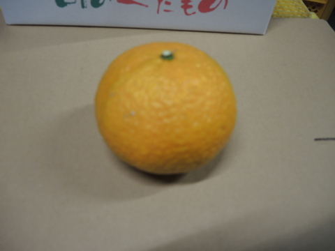 【柑橘食べ比べ】和歌山産★旬の柑橘3〜5種詰合せセット3キロ